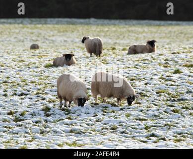 Whitewell, Clitheroe, Lancashire, UK. 15th Dec 2019. Blackface ewes in the snow at Chipping, Preston, Lancashire. Credit: John Eveson/Alamy Live News Stock Photo