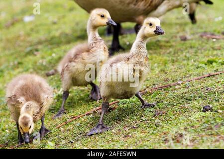 baby canada geese