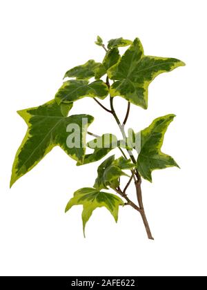 Yellow variegated leaves of the hardy evergreen climbing ivy, Hedera helix 'Goldchild' on a white background Stock Photo