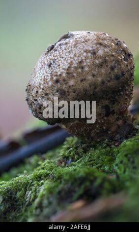 Mushrooms growing on the forest floor Stock Photo