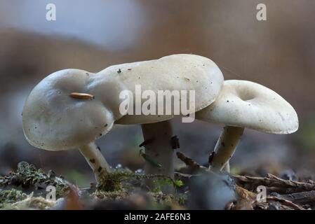 Mushrooms growing on the forest floor Stock Photo