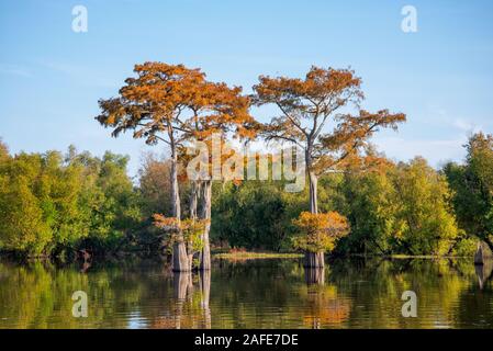 Fall Cypress Tree in Fall Foliage with Blue Sky and mirror-image reflection in the water