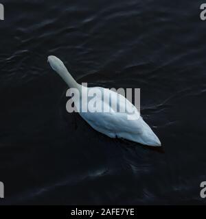 Glasgow, Scotland, UK. 15th Dec, 2019. UK Weather. A swan on The River Clyde on a cold and dry day. Credit: Skully/Alamy Live News Stock Photo