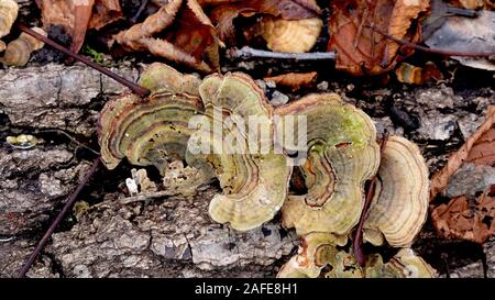 Abstract pattern on tree fungus, created by nature Stock Photo