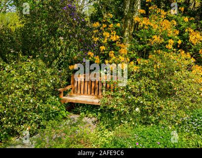 a secluded park bench surrounded by rhododendron bushes and shrubs as you meander through the garden house Buckland Monachorum devon Stock Photo
