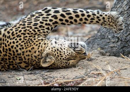 Closeup of a Female Leopard lying on her Back after Hunting Impala Stock Photo