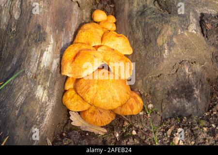 Jack-o'lantern mushrooms on a stump during autumn Stock Photo