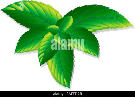 Vector fresh mint leaves on a white background. Menthol healthy aroma. Herbal nature plant. Spearmint green leafs. Stock Vector