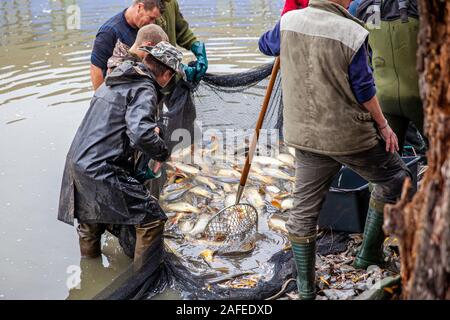 Hlusovice, Czech republic - Octouber 3, 2018: tradicional fish harvesting Stock Photo