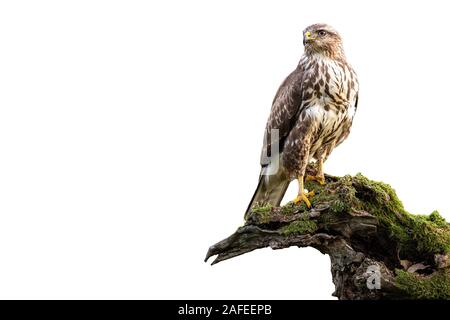 Common buzzard, buteo buteo, sitting on moss covered stump isolated on white Stock Photo