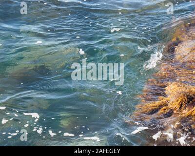 Yellow and red algae on the sea waves. Tuapse, Black Sea, Caucasus Stock Photo