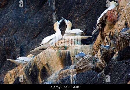 Northern Gannets (Morus bassanus) nesting in a large bird cliff at the island of Runde, north-western Norway.