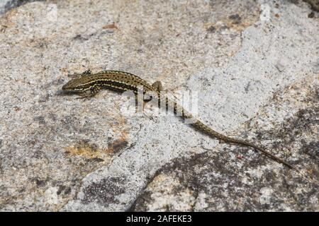 Common wall lizard getting warm in the sun on a wall Stock Photo