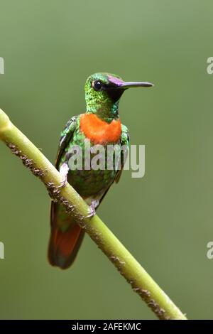 Goulds Jewelfront hummingbird in Peru's tropical rainforest Stock Photo