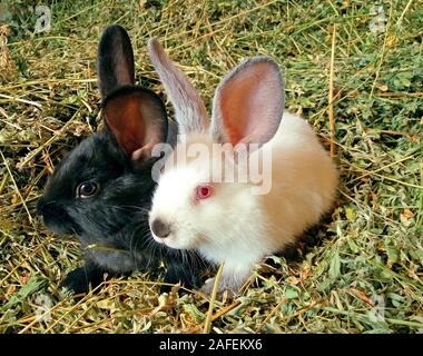 Cute white and black bunnies sitting on hay Stock Photo