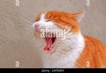 Yawning cat close up orange and white cat Stock Photo