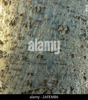 Walnut tree bark texture background close up Stock Photo