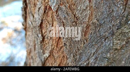 Bark young tree texture willow tree close up Stock Photo