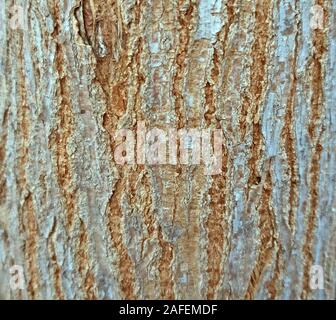 Young elm bark texture close up, background Stock Photo