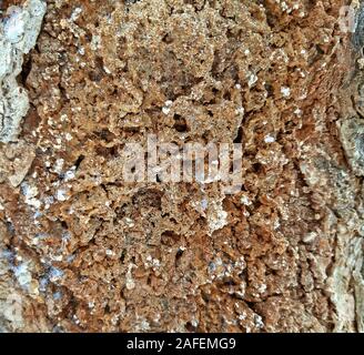 Decomposed tree bark texture, with holes close up. Stock Photo