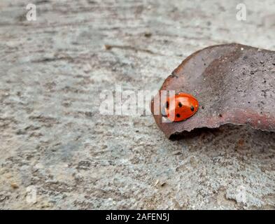 A ladybug wintering on a walnut shell Stock Photo