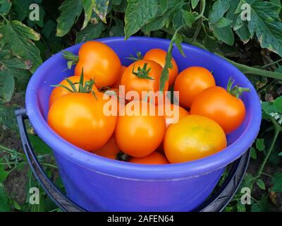 A bucket full of orange tomatoes in the garden Stock Photo