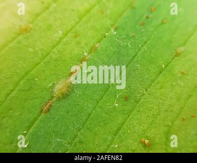 Coccidae pests on plant leaves macro close up Stock Photo