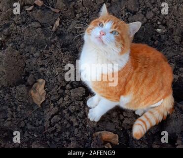 a beautiful orange cat looks curiously up Stock Photo