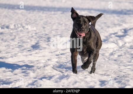 Labrador retriever running in snow Stock Photo