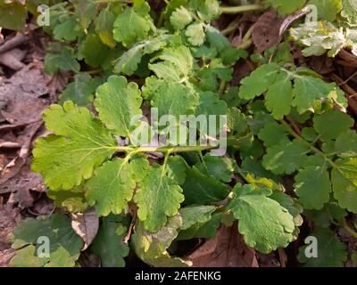 Chelidonium majus medicinal plant concept. leaves close up Stock Photo