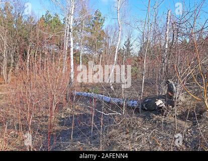 Birch tree felled in a forest in the early spring Stock Photo