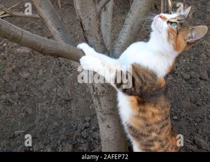 A beautiful cat climbs on a tree and looks curiously Stock Photo