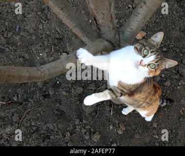 A cat climbs on a tree and looks up Stock Photo
