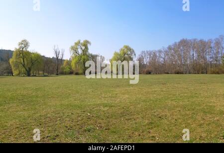 Willows with fresh leaves in the park Stock Photo