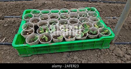 Seedlings of cucumbers germinated in a greenhouse Stock Photo