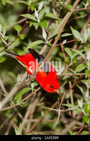 Scarlet Tanager (Piranga olivacea), male, breeding plumage Stock Photo