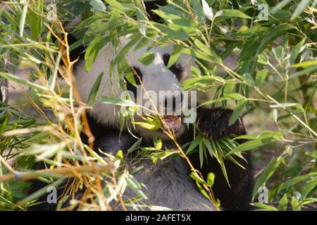 Giant panda eating bamboo Stock Photo