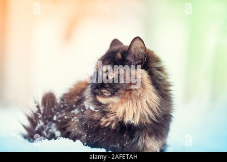 Portrait of a longhair tortie cat in the snow. Cat outdoors in snowy winter Stock Photo