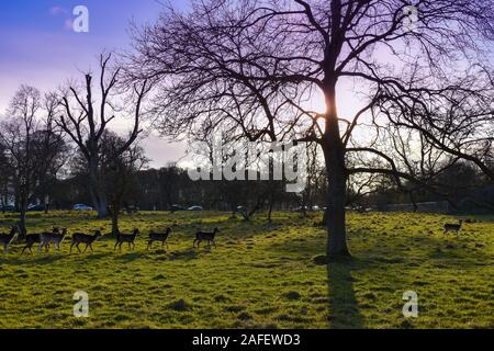 Winter sun shining through a tree while deer walk by in the Phoenix park in Dublin, Ireland Stock Photo