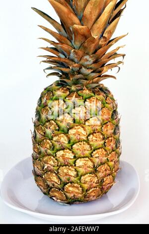 A gold tinged whole pineapple sits on a white plate against a white background. Stock Photo