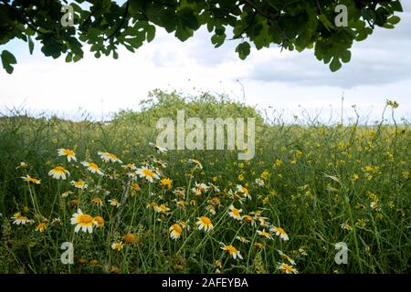 Blooming field with crown daisy (Glebionis coronaria) flowers at the foot of a fig tree (Ficus carica) in Formentera (Balearic Islands, Spain) Stock Photo