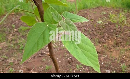 Paulownia tomentosa with fresh leaves in the spring. Tree that brings many benefits Stock Photo
