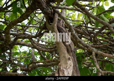 Fig tree Ficus carica on Formentera Stock Photo - Alamy