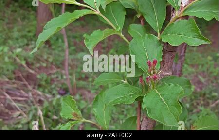 Weigela how to grow concept. Very decorative shrub. Weigela in flower bud Stock Photo