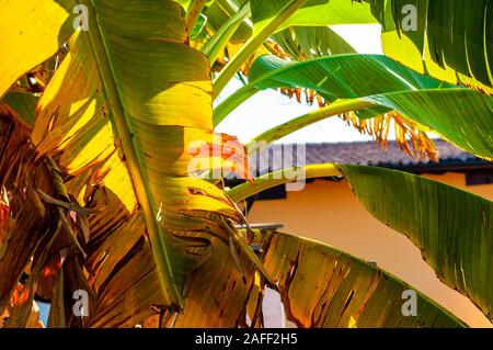Hiding in shade under the green palm tree leaves in late summer on the Garda lake beach in Italy Stock Photo