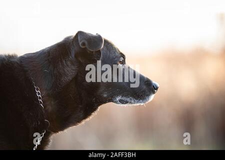 A black dog profile view. The old dog has a metal chain around it´s neck and he is looking away. The background is soft in brown beige colors.