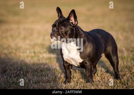 Black white French Bulldog standing Stock Photo