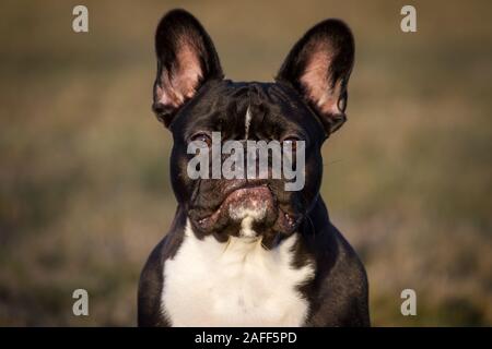 Portrait of a black white French Bulldog Stock Photo