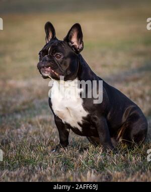 Black white French Bulldog sitting Stock Photo