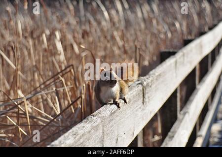 American red squirrel (Tamiasciurus hudsonicus) on a wooden fence with a field of tall dried grasses (bulrush) behind. Ottawa, Ontario, Canada. Stock Photo